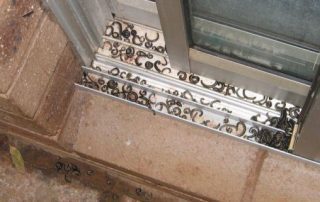 20070301_millipedes2