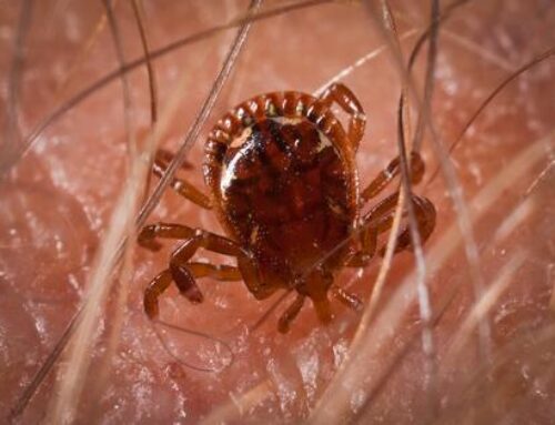 Tick Control Strategies in the Upcoming Winter
