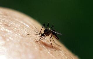 40_Mosquito on Skin