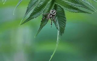 Jumping Spider Outside