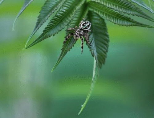How Summer Weather Triggers Spider Activity Indoors