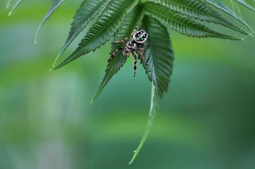 Jumping Spider Outside