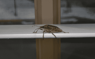 Stink bug