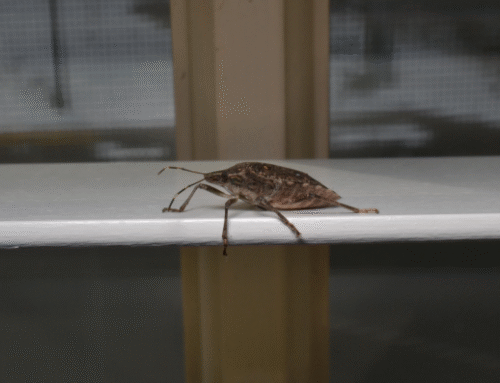 Seasonal Patterns of Stink Bugs and Exclusion Techniques