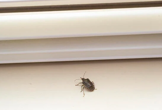 Stink bug