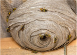 Yellow Jacket & Wasp Removal