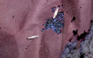 casemaking moth damage university of wisconsin extension