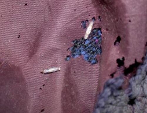 Moth Infestation: Prevention Tips for Clothing and Fabrics