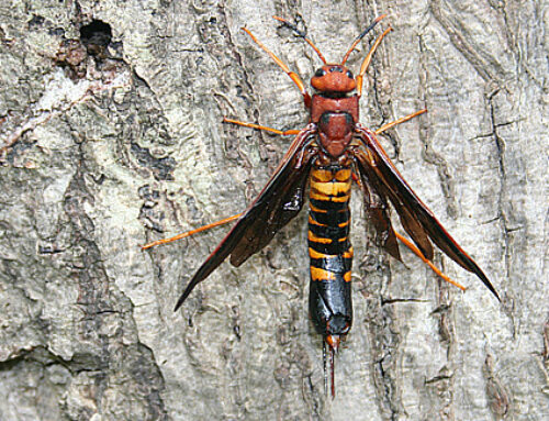 Why Wasp Nests Around Homes Should Not Be Ignored
