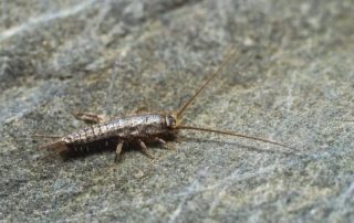 silverfish 2