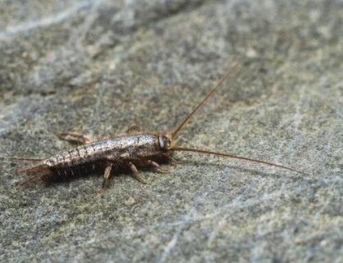 Lifecycle of Silverfish and How to Control Them