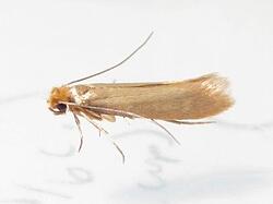 webbing_clothes_moth