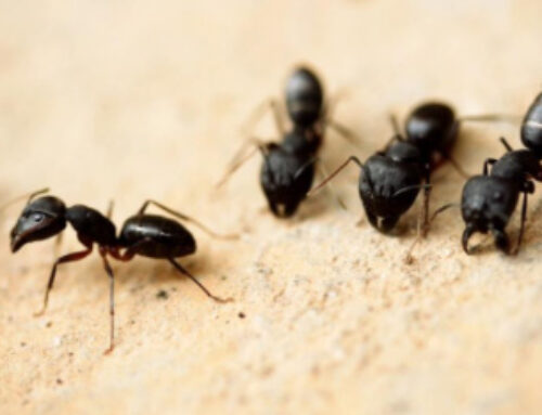 Why Summer Rains Drive Ant Infestations Indoors