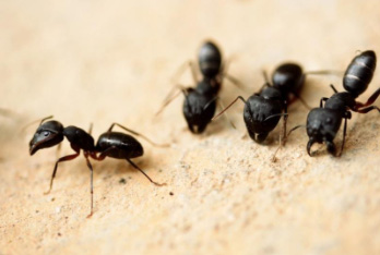 Carpenter Ant Control