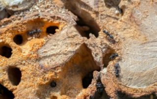 carpenter ants