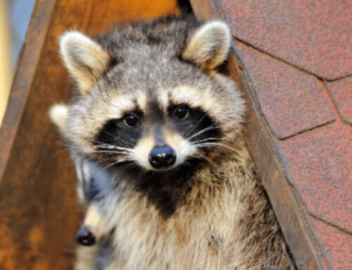 How Wildlife Invaders Use Spring Thaws To Enter Attics