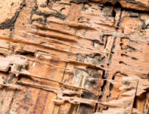 Structural Damage Repair Tips After Wildlife or Pest Removal