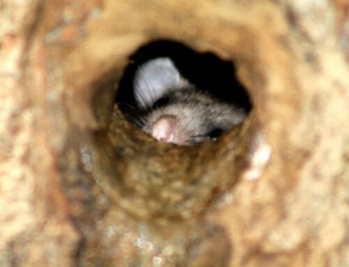 How Mice Enter Homes During Cold Weather