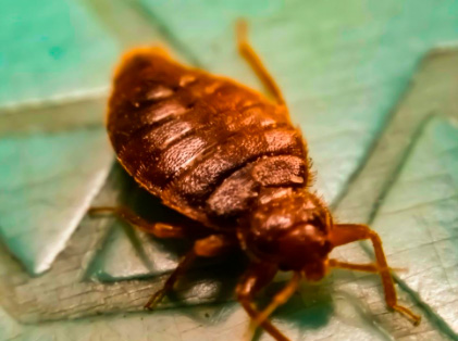 bed bug commercial servicebed bug commercial service