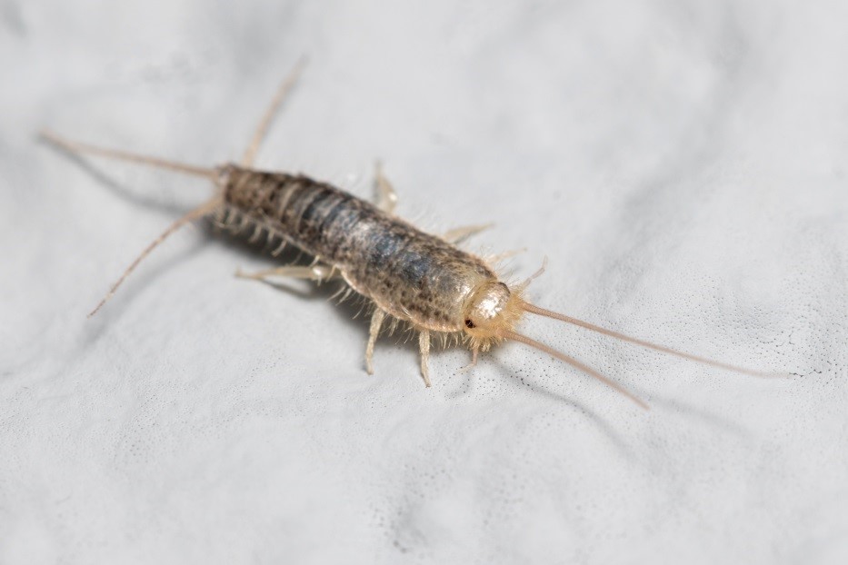 Gerobug, The Silverfish Solution for Silverfish, Effective Complete  Solution Against Silverfish