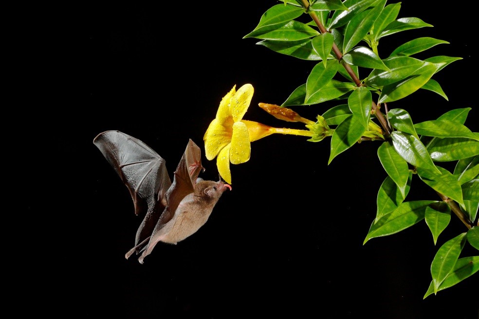 Bat Removal and Exclusion In NJ