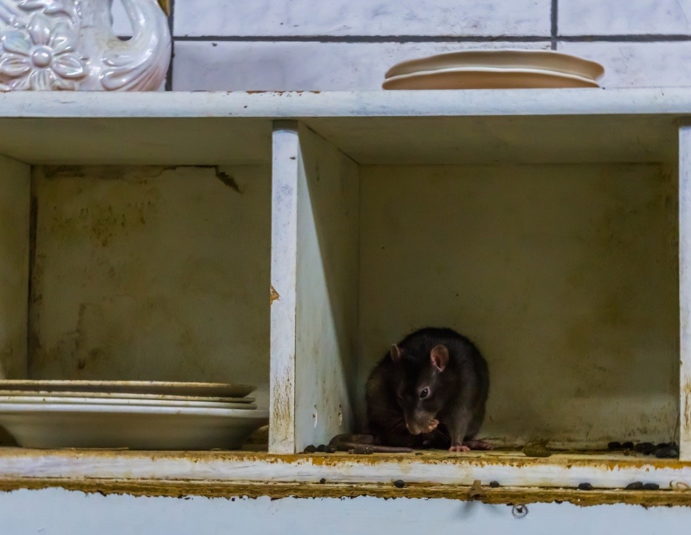 Rat Prevention and Removal