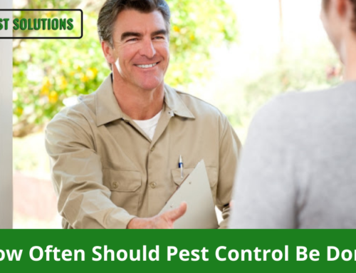 How Often Should Pest Control Be Done in Your Monmouth County House?