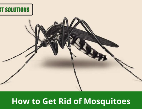 How to Get Rid of Mosquitoes in Your Mercer County House
