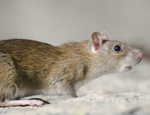 Expert Tips For Year-Round Rodent Control