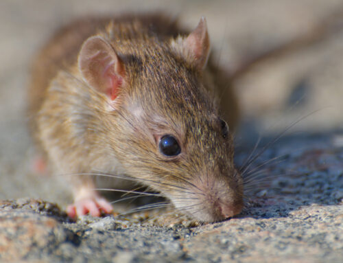 Why DIY Rodent Traps Don’t Solve The Problem