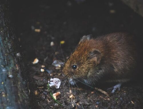 Early Spring Pest Risks New Jersey Homeowners Should Know