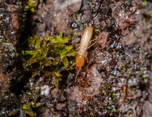 What to Expect from a Professional Termite Inspection