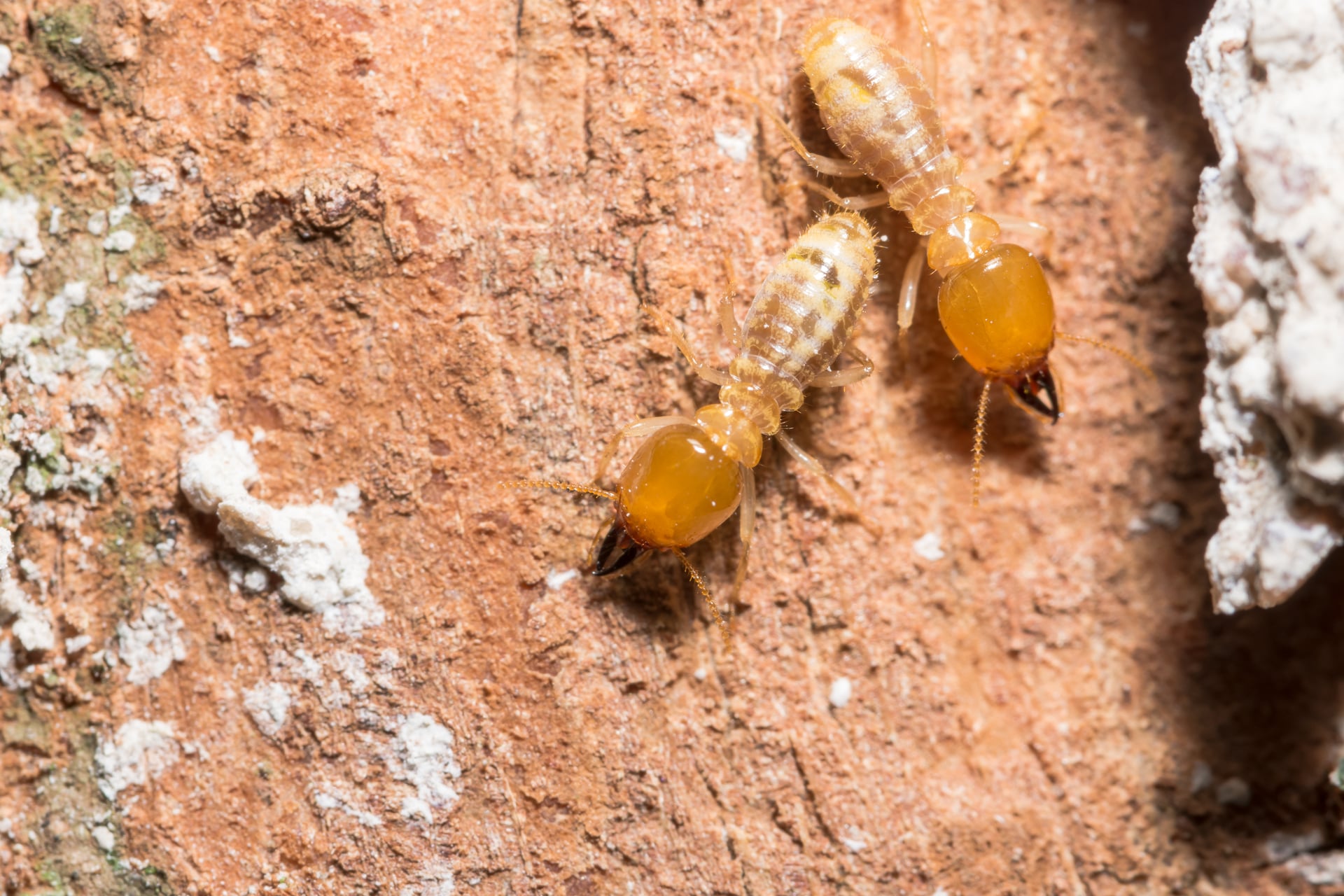 Termite Control in New Brunswick NJ