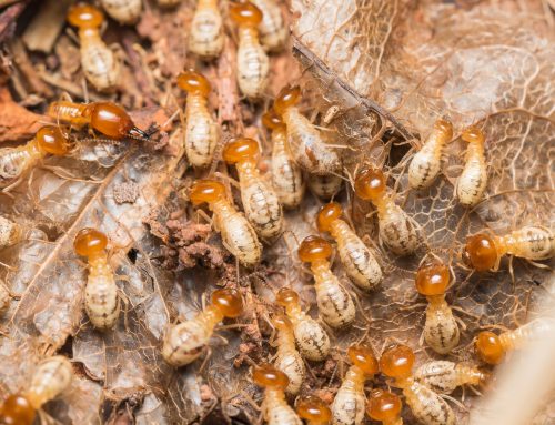 Early Signs Of Termite Activity In New Jersey Homes