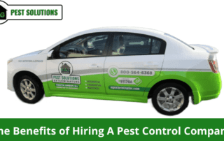 The Benefits of Hiring A Pest Control Company