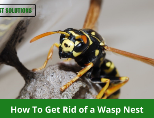 How To Get Rid of a Wasp Nest