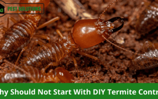Why You Should Not Start With DIY Termite Control