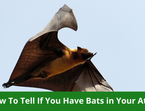 How To Tell If You Have Bats in Your Attic