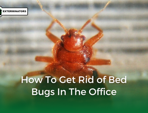 How To Get Rid of Bed Bugs In The Office