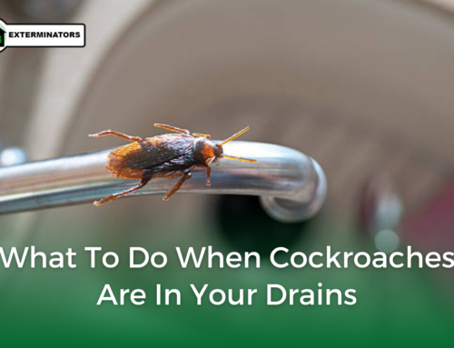 What to Do When Cockroaches Are in Your Drains