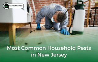 Most Common Household Pests in New Jersey