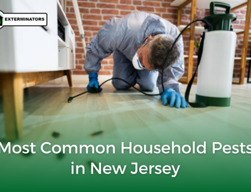 Most Common Household Pests in New Jersey