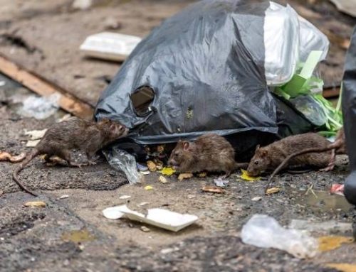 How Rodents Find Entry Points In Suburban Homes This Fall