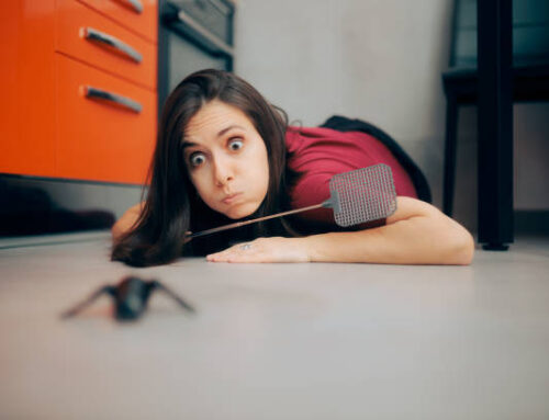 Licensing and Safety Protocols in Professional Pest Services