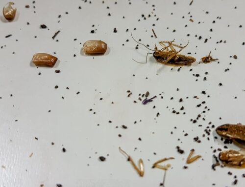 Pest Risks from Gutter Debris and How We Handle Them