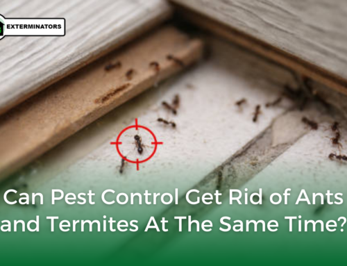 Can Pest Control Get Rid of Ants and Termites at the Same Time?