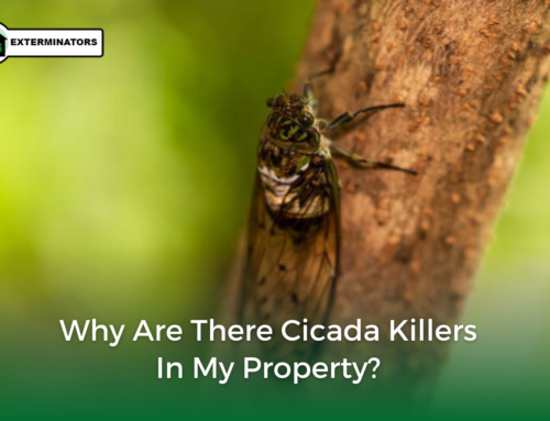 Why are There Cicada Killers on My Property?