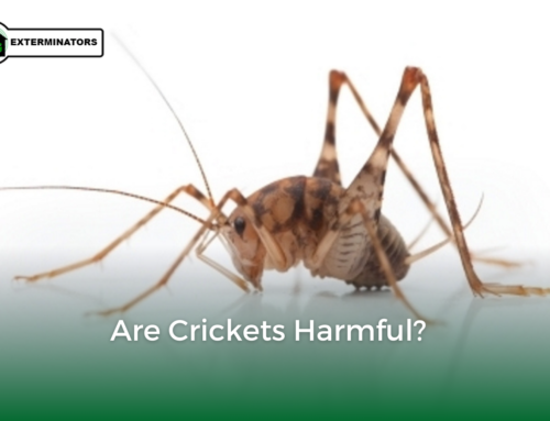 Are Crickets Harmful?