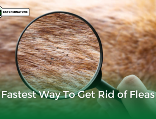Fastest Way To Get Rid of Fleas
