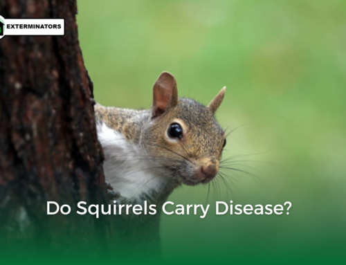 Do Squirrels Carry Disease?